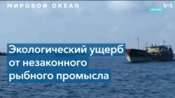 Истощение рыбных запасов планеты стало глобальной угрозой человечества 